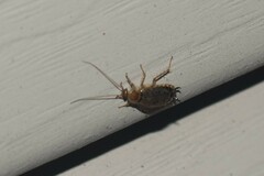 Ectobius lapponicus