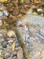 Arthropoda