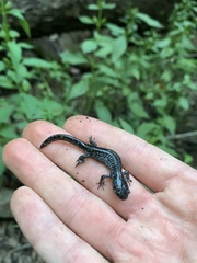 Ambystoma 'unisexual complex'
