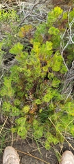 Serruria fasciflora