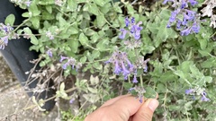 Nepeta