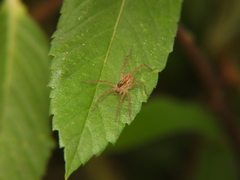 Pardosa