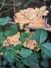 Xylaria flabelliformis