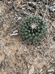 Mammillaria heyderi