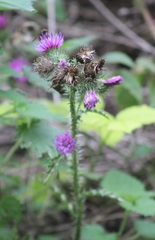 Carduus crispus