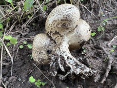 Scleroderma verrucosum