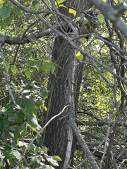 Quercus ellipsoidalis