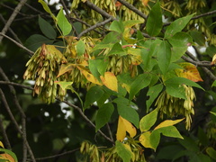 Fraxinus pennsylvanica