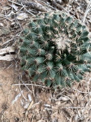 Mammillaria heyderi