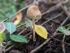 Pseudosperma sororium