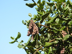 Garrya elliptica