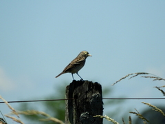 Hymenops perspicillatus