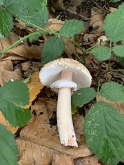 Amanita rubescens