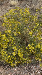 Senecio spartioides