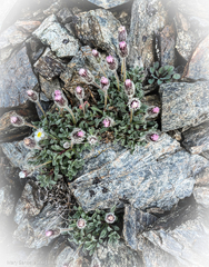 Erigeron pallens