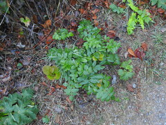 Angelica hendersonii