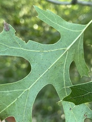 Quercus ellipsoidalis