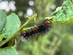 Hypercompe scribonia