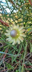 Protea scolymocephala
