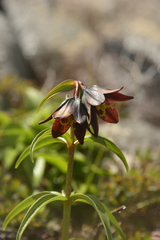 Fritillaria camschatcensis