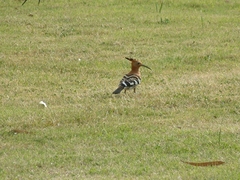 Upupa epops africana