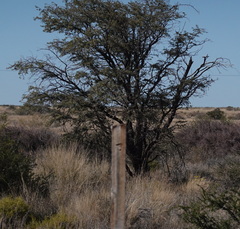 Vachellia erioloba
