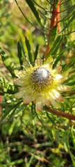 Protea scolymocephala