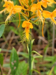 Platanthera ciliaris