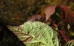 Rubus sulcatus