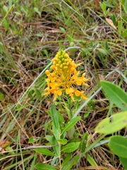 Platanthera ciliaris