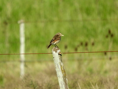 Hymenops perspicillatus