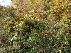 Rubus sulcatus