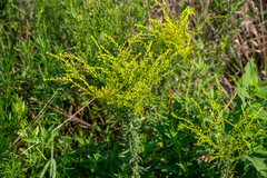 Solidago tortifolia