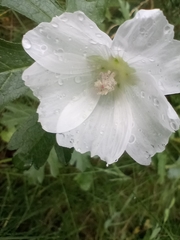 Malva moschata