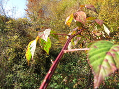 Rubus sulcatus
