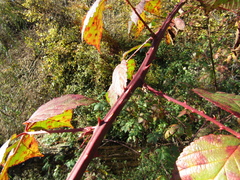 Rubus sulcatus