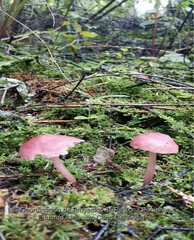 Mycena rosea