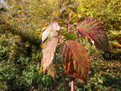 Rubus sulcatus