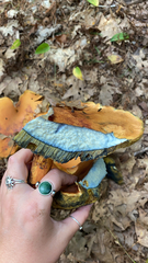 Boletus subvelutipes