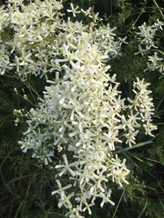 Clematis lathyrifolia