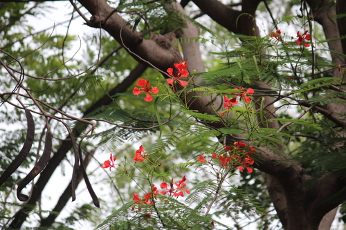 Delonix regia