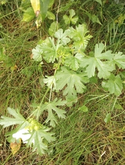 Malva moschata