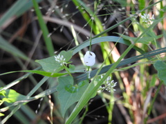 Mikania scandens