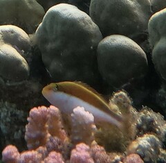 Paracirrhites forsteri