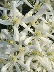 Clematis lathyrifolia