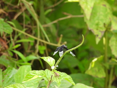 Neurothemis tullia