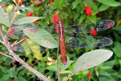 Orthemis discolor