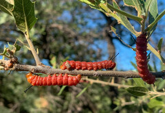 Anisota oslari