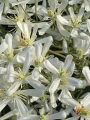 Clematis lathyrifolia