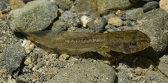 Pseudacris sierra